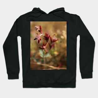 hare's foot trefoil, red leaves 2 Hoodie